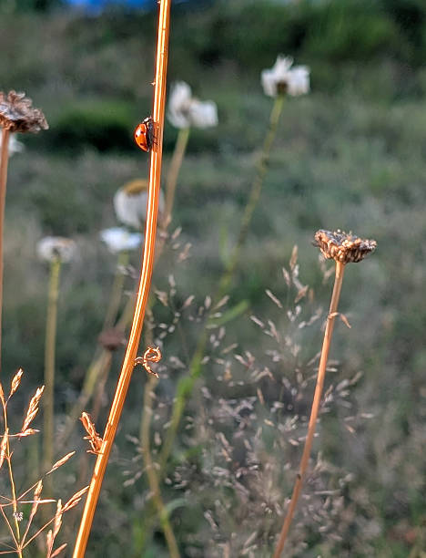 A small ladybug with orange wings climbs a dry daisy stem in summer. Naturalized backyard in Metro Vancouver. \nPlant Hardiness Zone 8b.