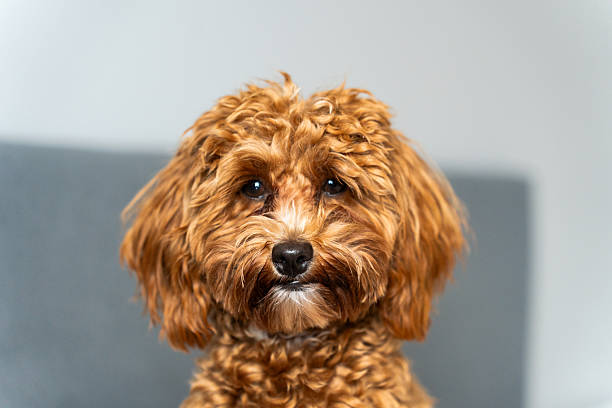 istock Sweet Dog Sitting Indoors 2227582913