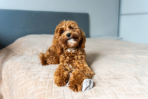istock Calm Puppy Lying Indoors 2227583014