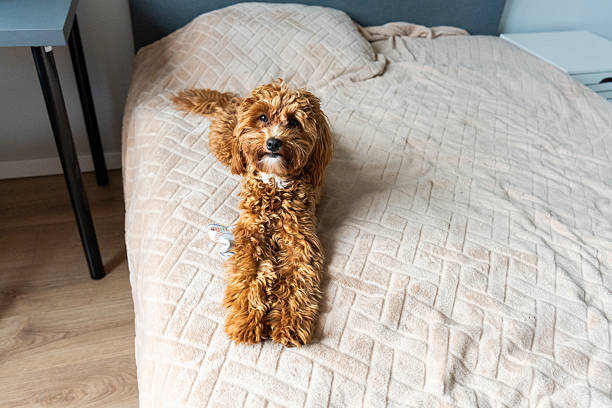 istock Puppy Stretching on Bed 2227583175
