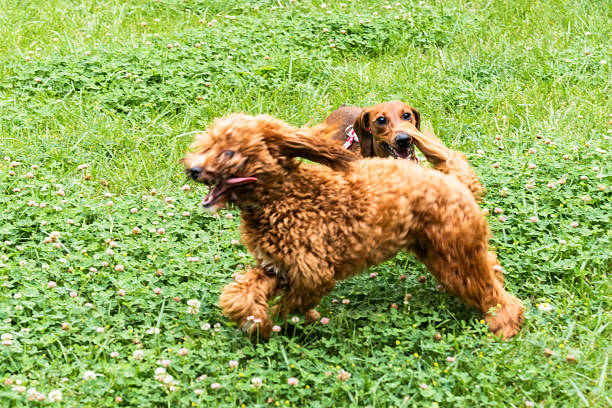 A fluffy dog runs while a dachshund chases from behind, both immersed in playful action on a sunny day in the park.