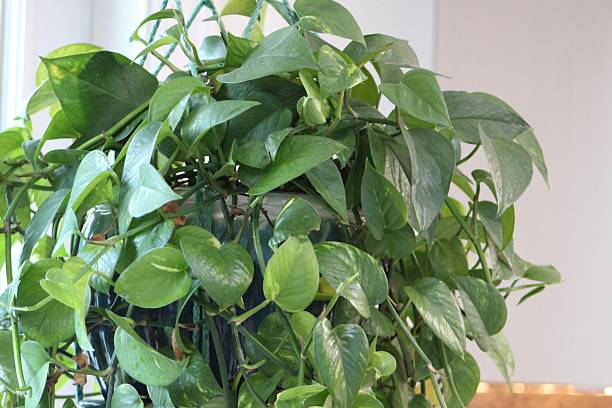 istock Golden Pothos Houseplant 2227583858