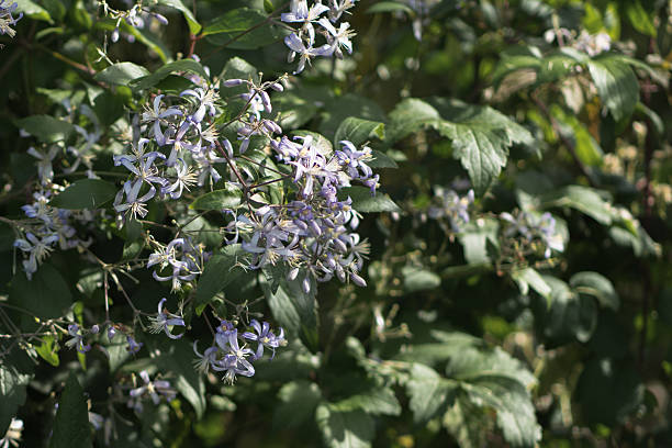 istock Clematis praecox in bloom 2227583996
