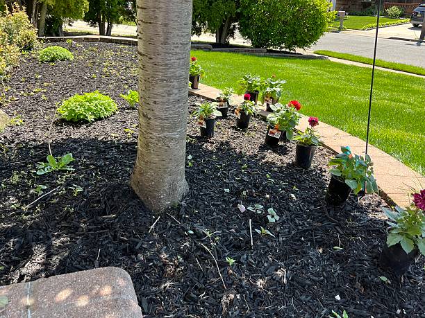 istock Planting Dahlias 2227585303