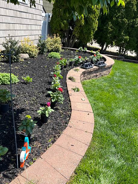 istock Planting Dahlias 2227585314