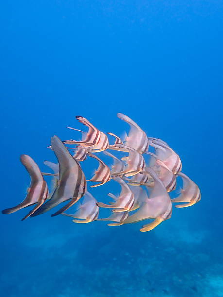 Raja Ampat island is home to the world's greatest marine biodiversity