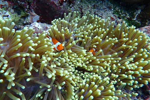 istock 2 common clownfishes (Amphiprion ocellaris) and sea anemone 2227587051