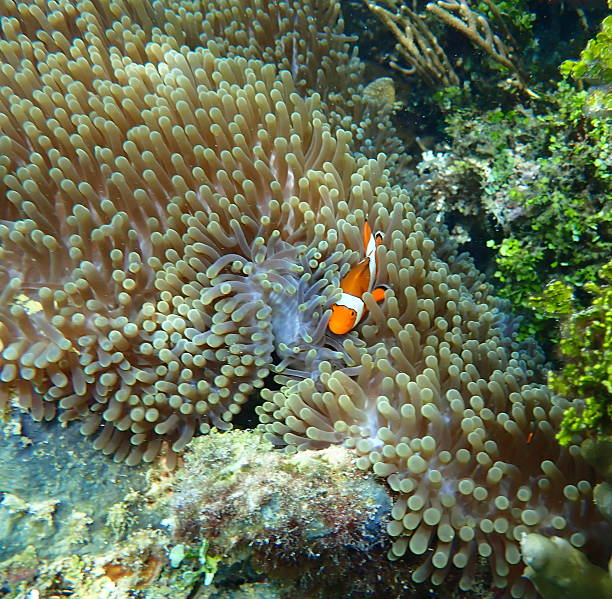 istock common clownfish (Amphiprion ocellaris) and sea anemone 2227587669