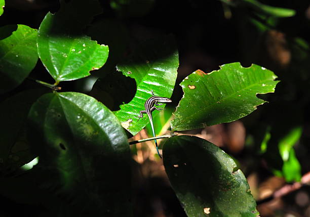 Emoia caeruleocauda, commonly known as the Pacific bluetail skink or Pacific blue-tail skink, is a species of lizard in the family Scincidae.