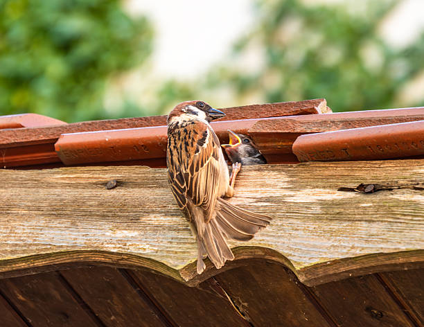 A sparrow feeding its chick on a wooden roof. The adult bird is perched on the edge, while the chick is visible in a crevice, eagerly waiting for food. The background is blurred with greenery.