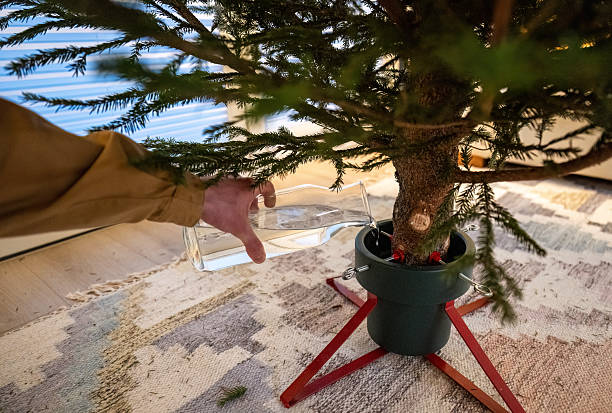 Person securing Christmas tree in stand at home, holiday preparation concept