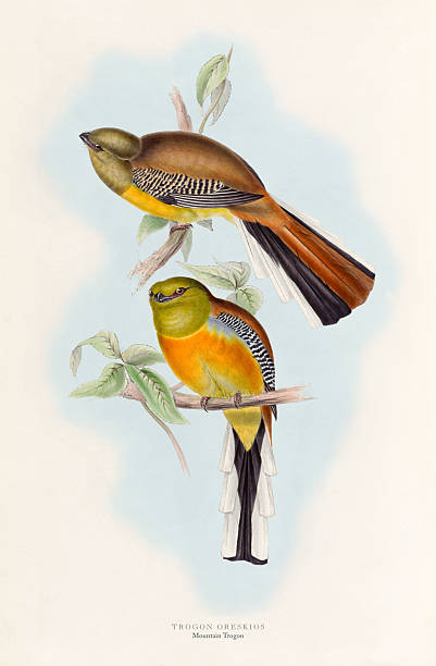 Antique American Engraving of a Bird: Natural History, 1835-1838. Copyright has expired on this artwork. Digitally restored from A Monograph of The Trogonidae (1835-1838) by John Gould