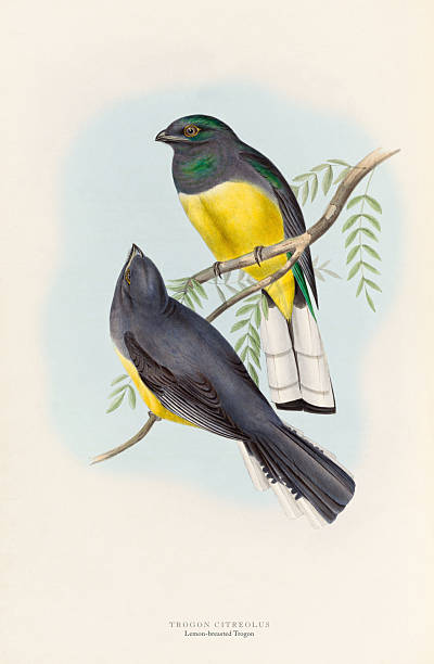 istock Lemon-breasted Trogon by John Gould. Antique American Engraving, Bird: Natural History, (1835-1838) 2227596334