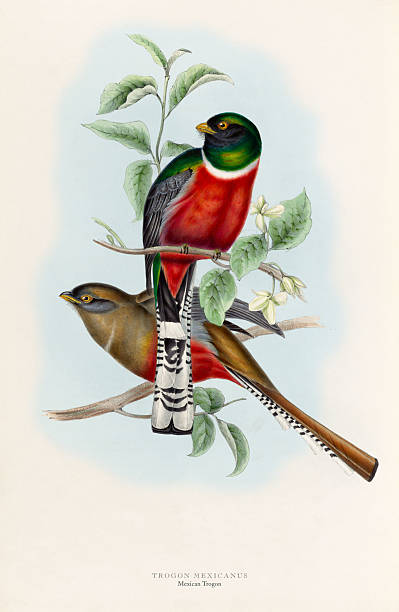 istock Mexican Trogon by John Gould. Antique American Engraving, Bird: Natural History, (1835-1838) 2227596381