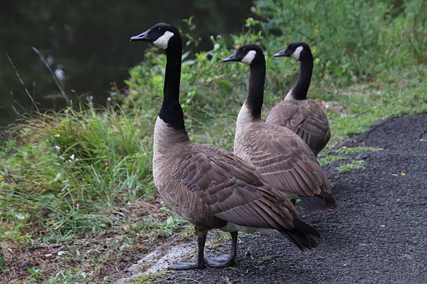 istock 3 Canadian geese 2227598140