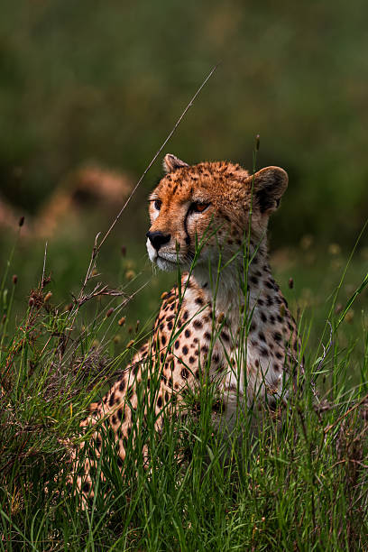 Cheetah brothers Watching for Prey in Serengeti Grass stock photo
