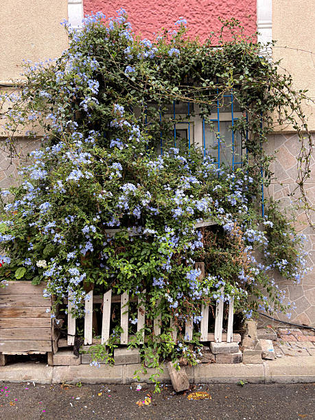 Overgrown Window with Blue Plumbago Flowers and White Picket Fence