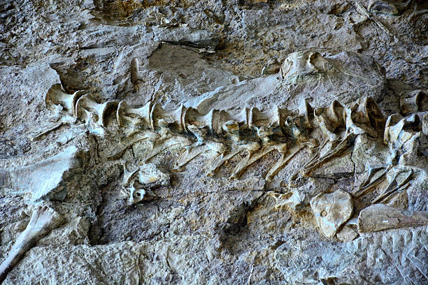 istock Dinosaur National Monument  Ancient Fossil Site in Utah 2227599735