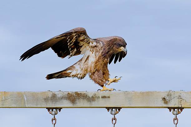 A majestic golden eagle walks along the top of an old playground swing near Cusick, Washington.