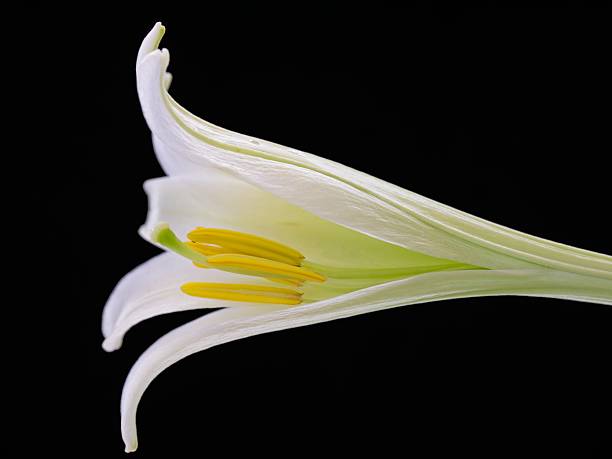 White lily flower isolated on black background, erect stems in late spring or early summer, semi-evergreen herbaceous perennial