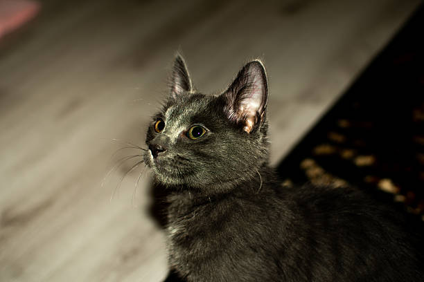 Adorable gray kitten staring attentively indoors, lit by warm light. Captures domestic pet behavior and feline curiosity in a cozy setting.