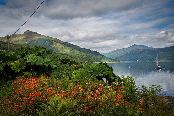 Scottish Highlands landscape, Argyll and Bute council, water of a small Loch Goil, boat on the water, mountains and plants, cloudy sky