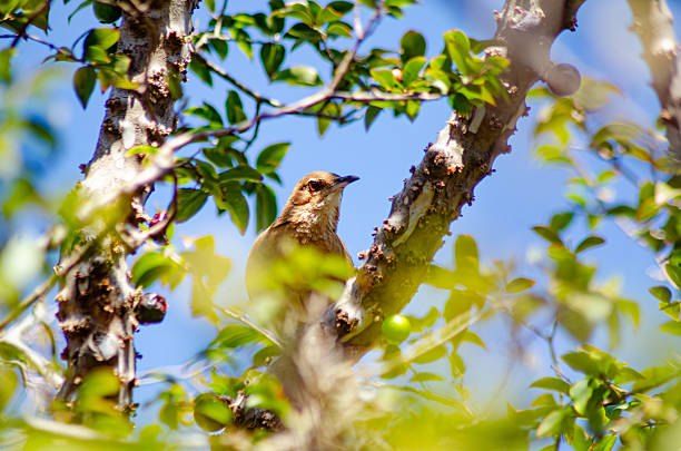 Orange-throated Thrush (Turdus rufiventris), a beautiful Thrush on a jabuticaba tree in Brazil, natural light, selective focus.