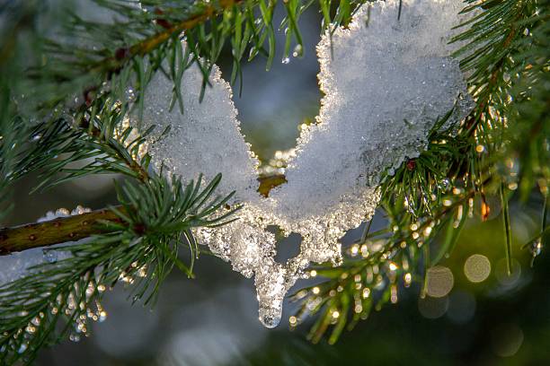 Snow on evergreen tree branch in winter on a sunny day