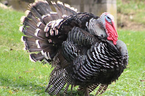 istock Male Turkey 2227603822