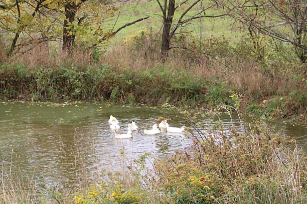 istock American Pekin Duck 2227603834