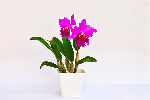 istock Purple Cattleya Orchid 2227605457