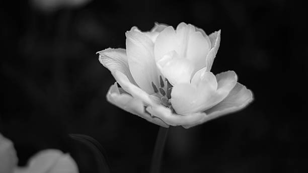 istock White Tulip in Monochrome Elegance 2227605759