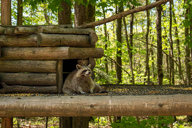 Raccoon Eating Inside Cabin at Parc Omega, Canada