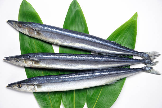 A bird's-eye view of raw saury