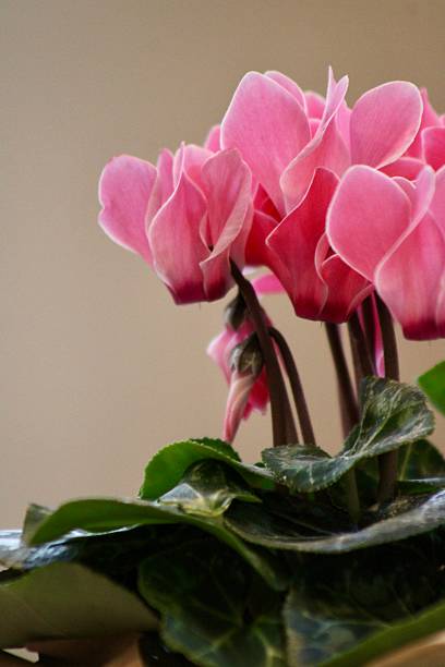 istock Cyclamen Flowers 2227609731