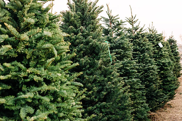 istock Freshly Cut Christmas Trees for Sale 2227610661