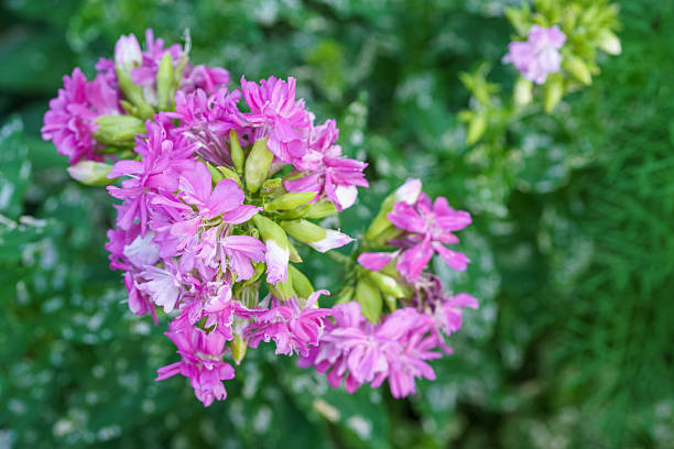Pink soapwort (Saponaria officinalis) blooms in dense clusters over green foliage.