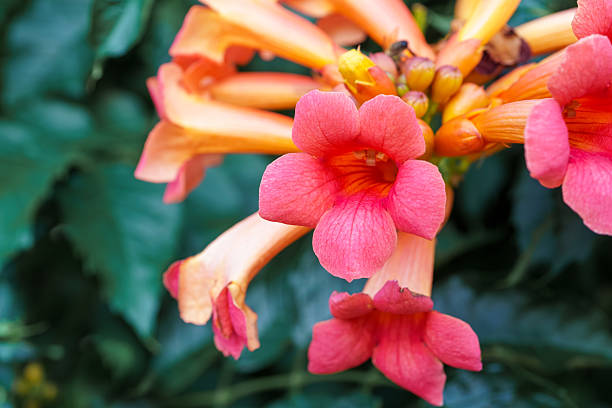 Trumpet vine (Campsis radicans) blooms with bright orange-pink tubular flowers.