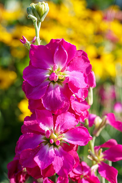 Bright pink stock flower (Matthiola incana) blooms in a tall, clustered spike.