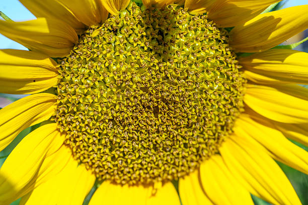 Macro image of sunflower pollens with droplets