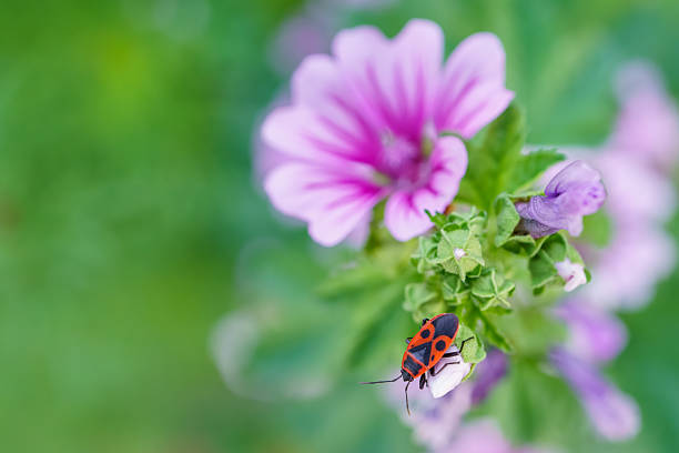 Striped mallow (Malva sylvestris) with purple-veined petals and a firebug (Pyrrhocoris apterus) crawling near the bloom.