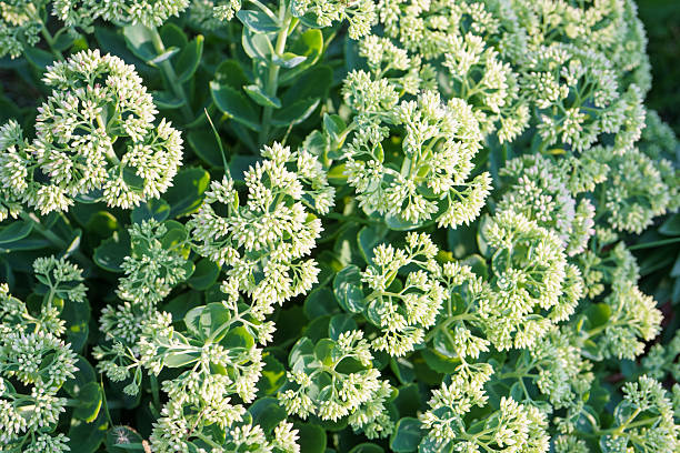 Clustered buds of Sedum (Sedum spectabile), also known as Showy Stonecrop, with fleshy green leaves and tight greenish flower heads.
