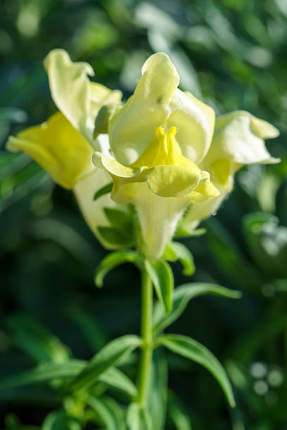 Pale yellow flower of Snapdragon (Antirrhinum majus) with bilobed petals and upright green stems.