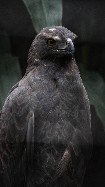 istock A vertical, close-up portrait of a powerful dark-feathered hawk or eagle. The bird's feathers are a mix of deep browns and blacks, creating a textured and imposing appearance 2227614590