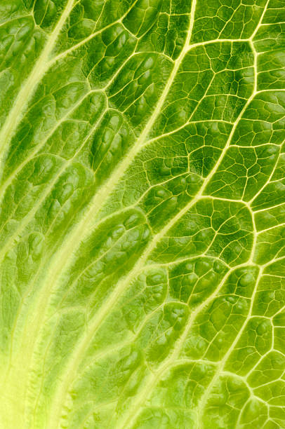 istock A leaf of romaine lettuce 2227615244