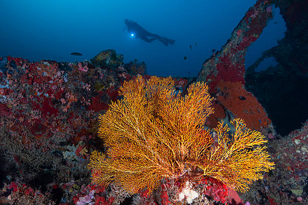 istock Shipwreck Buoy#6 - Palau, Micronesia 2227615503