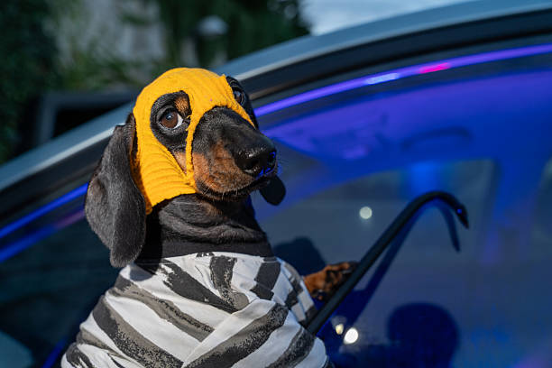 Dachshund in costume with yellow hat at night