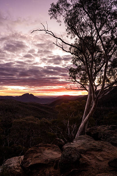 istock A vivid sunset glows in the western sky behind a dramatic escarpment, with a white gum tree silhouetted in the foreground in Warrumbungles National Park from White Gum Lookout 2227617028