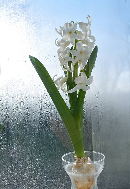 A White Hyacinth (Hyacinthus orientalis) blooming in a glass container, its roots visible. Placed near a condensation-covered window, capturing natural light. A beautiful indoor plant scene, connecting elegance with nature.