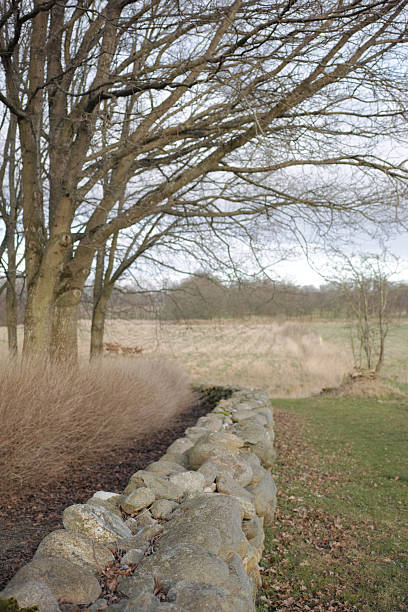 Scenic rural landscape with stone wall and trees in Denmark